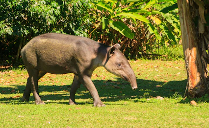 Vild Bairds tapir græsser i tropisk regnskov i Costa Rica