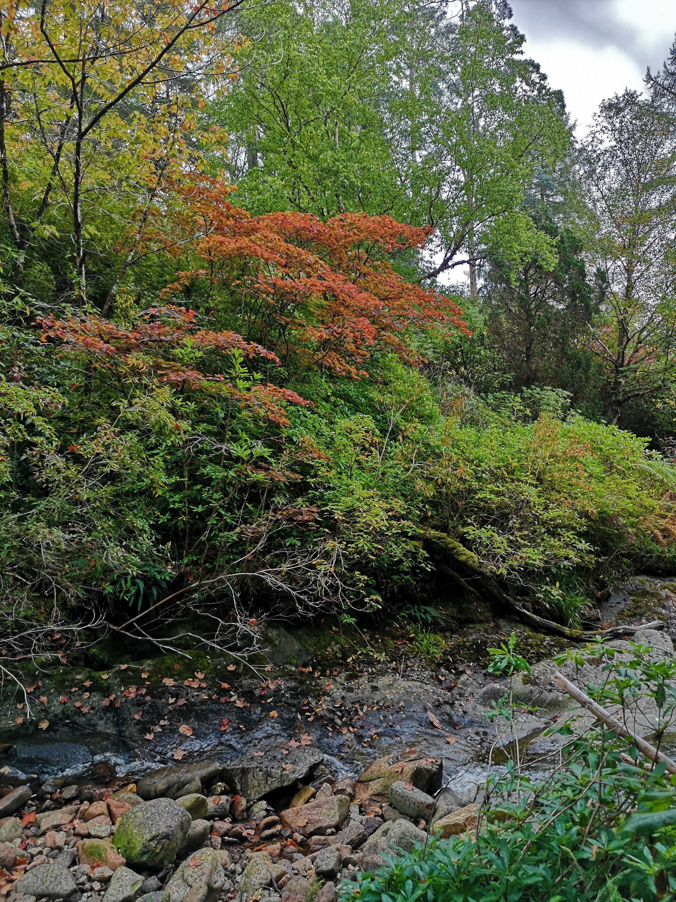 Farverig efterårsskov ved Crarae Garden i det skotske højland med røde og grønne blade langs en stenet skovbæk