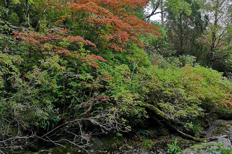 Farverig efterårsskov ved Crarae Garden i det skotske højland med røde og grønne blade langs en stenet skovbæk