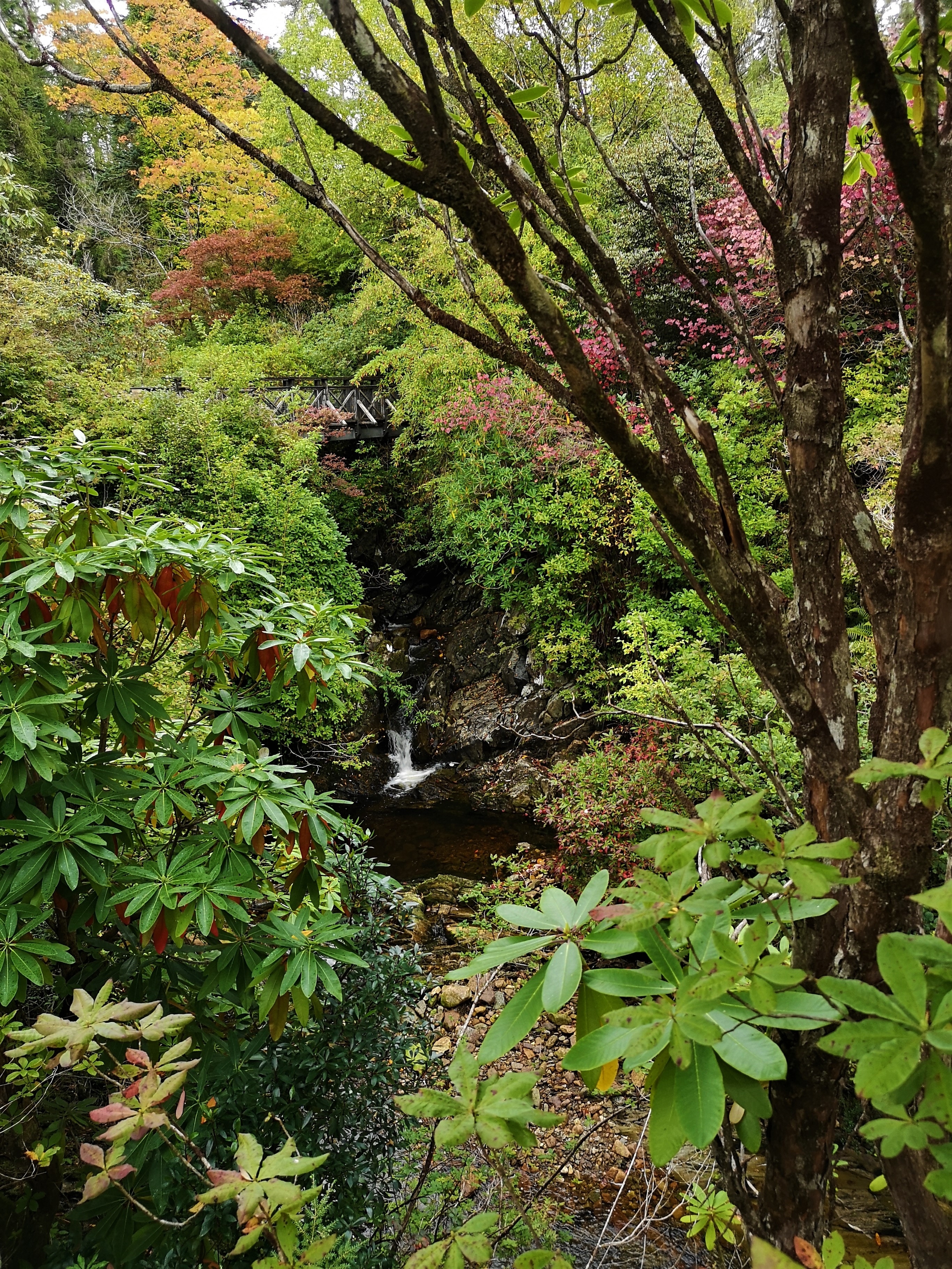 Frodig have med vandfald og rhododendron i Crarae Garden i de skotske højlande