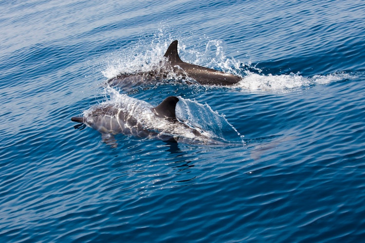 Legende delfiner springer i det azurblå hav under en delfin-safari ud for kysten ved Muscat, en populær naturoplevelse i Oman