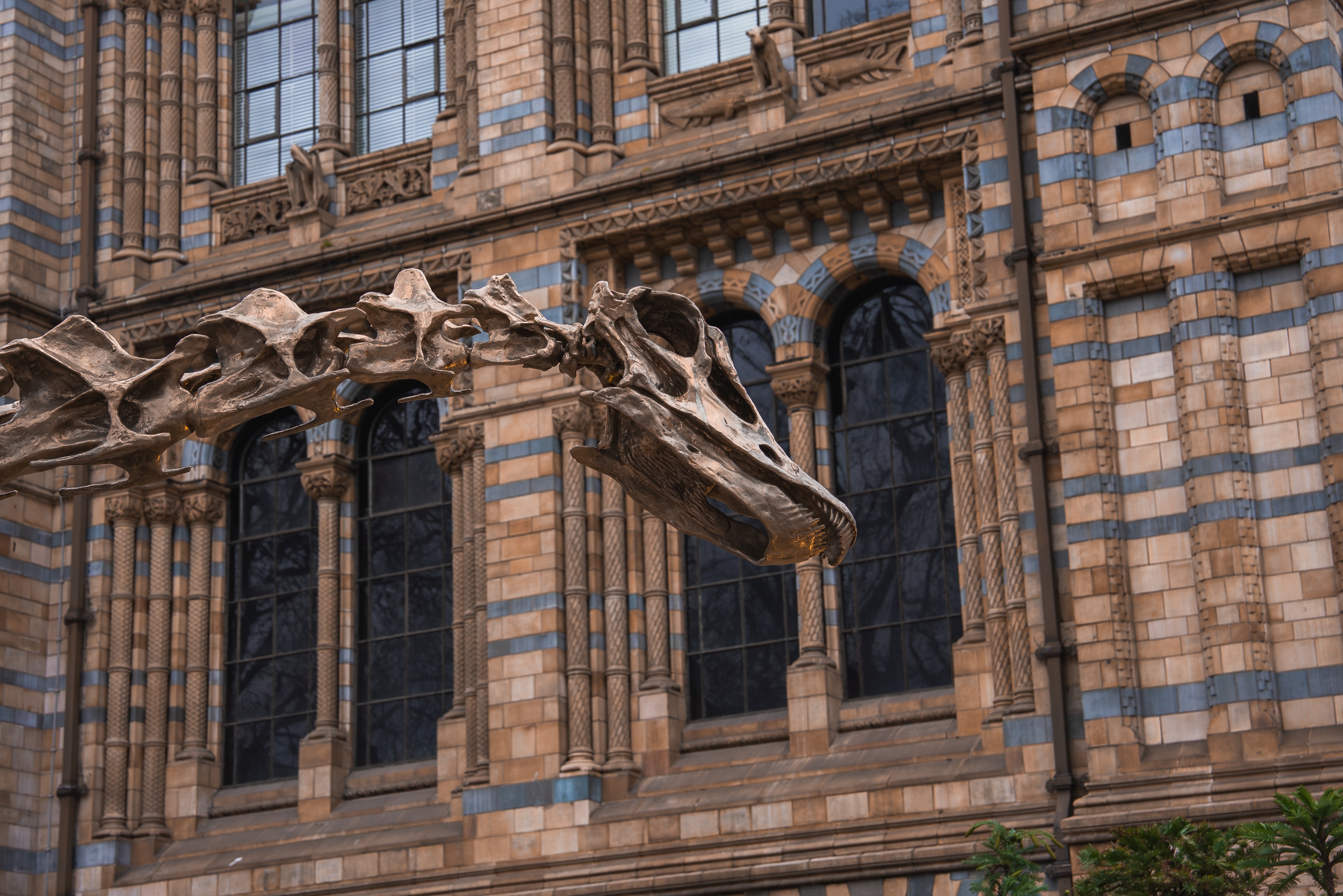 Dinosaur-skelet udstillet ved Natural History Museum i London med historisk arkitektur i baggrunden