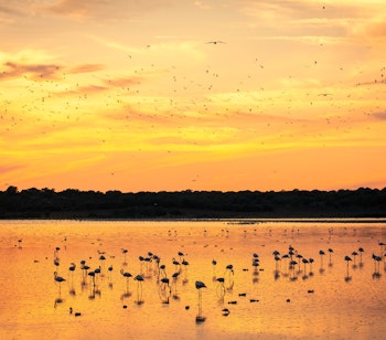 Silhuetter af flamingoer i det gyldne solnedgangslys over vådområderne i Doñana Nationalpark i Andalusien, et UNESCO verdensarvsområde kendt for sit rige fugleliv