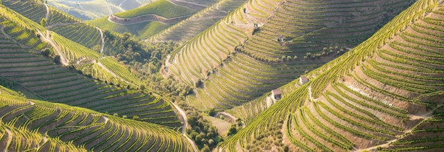 Betagende terrasserede vinmarker i Douro-dalen i Portugal, hvor de grønne vinstokke dyrkes på de karakteristiske skrånende bakker langs floden i sommerperioden