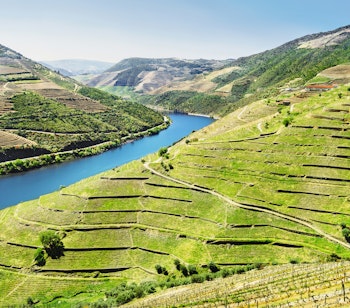 Malerisk udsigt over terrasserede vinmarker i Douro-dalen nær Pinhão i Portugal med frodige grønne bakker og idyllisk vinlandskab