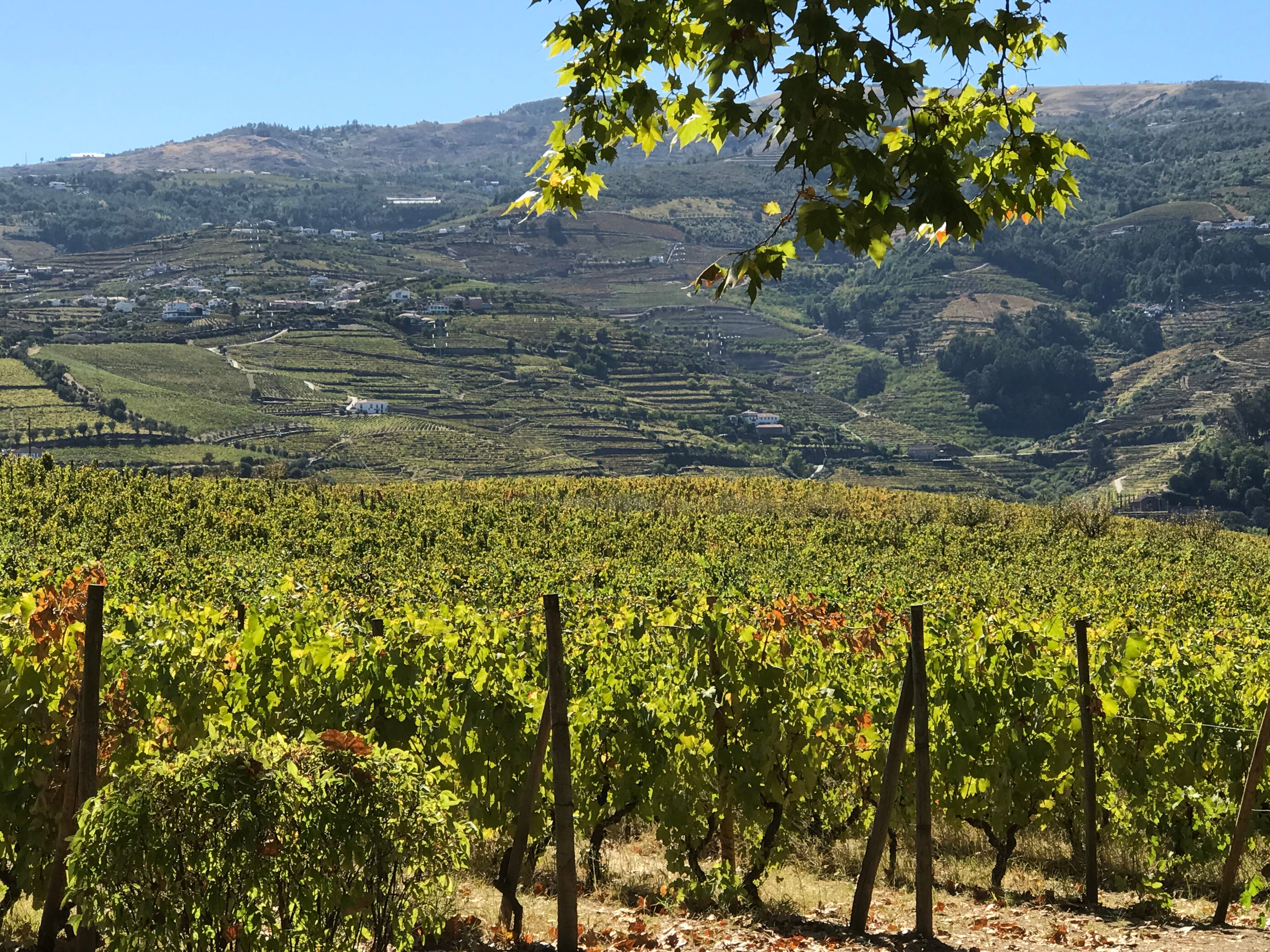 Smuk udsigt over Douro-dalens vinmarker i Portugal med frodige grønne skråninger og bjerglandskab