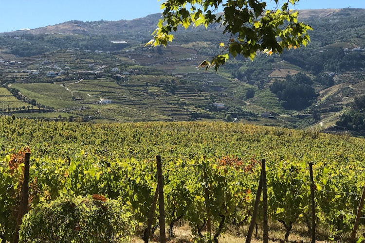Smuk udsigt over Douro-dalens vinmarker i Portugal med frodige grønne skråninger og bjerglandskab