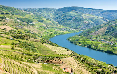 Maleriske vinmarker i terrasser i Douro-dalen, Portugal med grønne bakker og traditionel vindyrkning ved floden