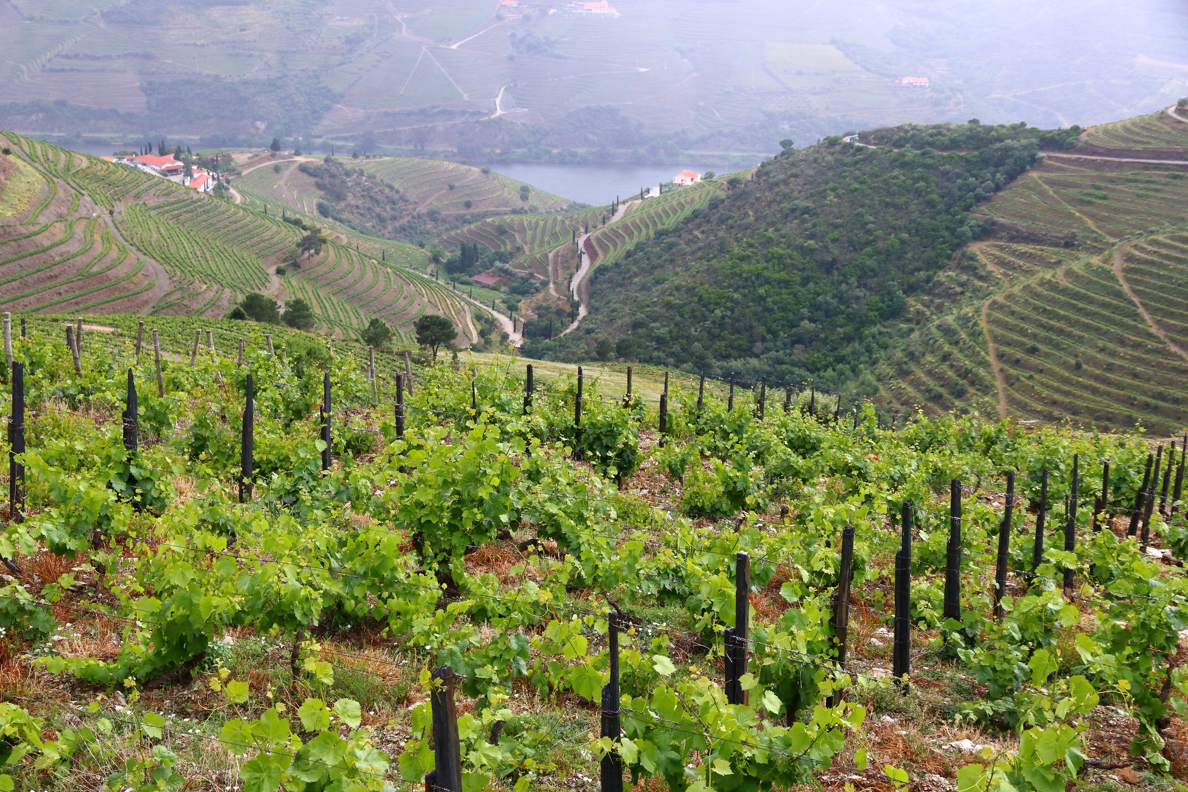 Smukke terrasserede vinmarker i Alto Douro vinregionen i Portugal med grønne vinstokke på skråningerne langs Douro-floden