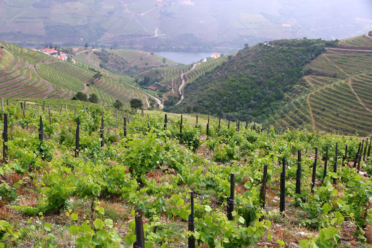 Smukke terrasserede vinmarker i Alto Douro vinregionen i Portugal med grønne vinstokke på skråningerne langs Douro-floden