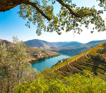Smukke terrasserede vinmarker i Douro-dalen med floden der slynger sig gennem det UNESCO-beskyttede landskab i Nordportugal
