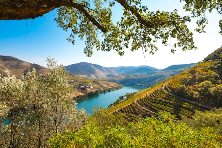 Smukke terrasserede vinmarker i Douro-dalen med floden der slynger sig gennem det UNESCO-beskyttede landskab i Nordportugal