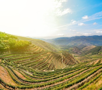Betagende udsigt over Douro-dalens terrasserede vinmarker i Portugal med bølgende bakker og den snoede Douro-flod i baggrunden
