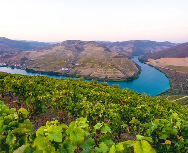 Smukke vingårde i Douro Valley med udsigt over blå flod i Portugal