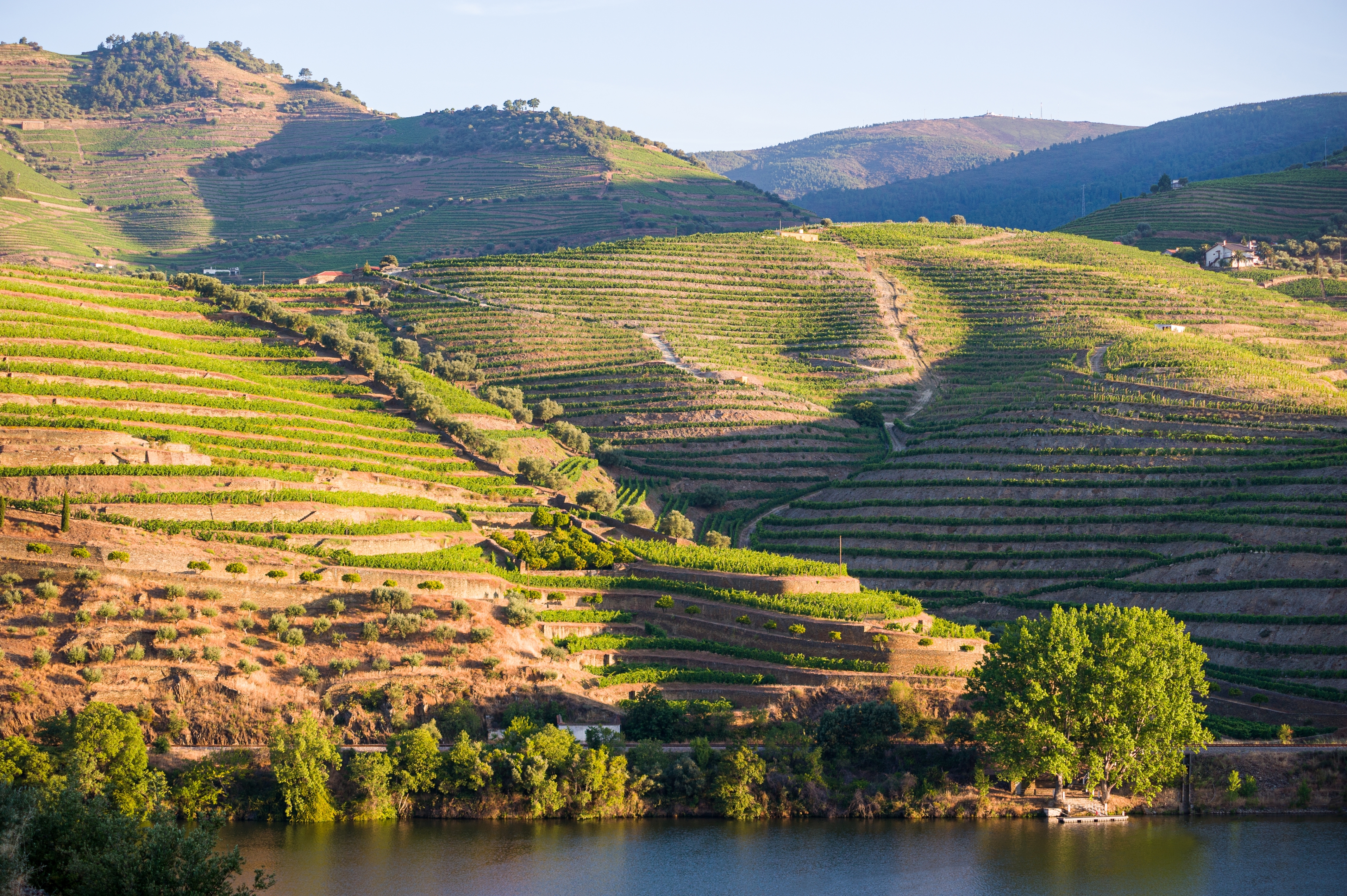 Terrasser med vingårde i Douro Valley Portugal med flod og bjerge