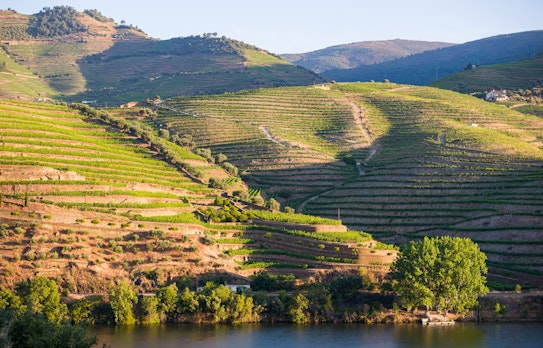 Terrasser med vingårde i Douro Valley Portugal med flod og bjerge