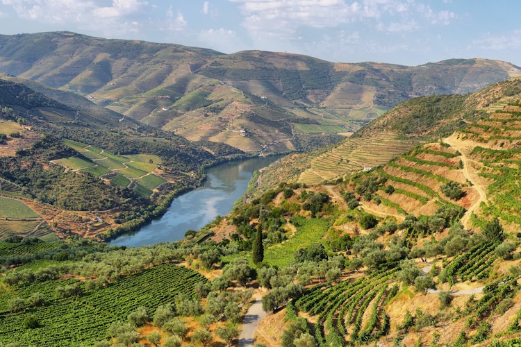 Betagende udsigt over de terrasserede vinmarker i Alto Douro Vinhateiro og Tua-dalen i Portugal, kendt for sin portvinproduktion