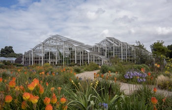 Elegant glashus i RHS Wisley Garden i Surrey, England, set gennem farverige sommerblomster og prydgræsser i forgrunden