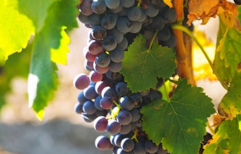 Nærbillede af saftig drueklase på vinplante i Languedoc-regionen i Sydfrankrig med typisk middelhavslandskab