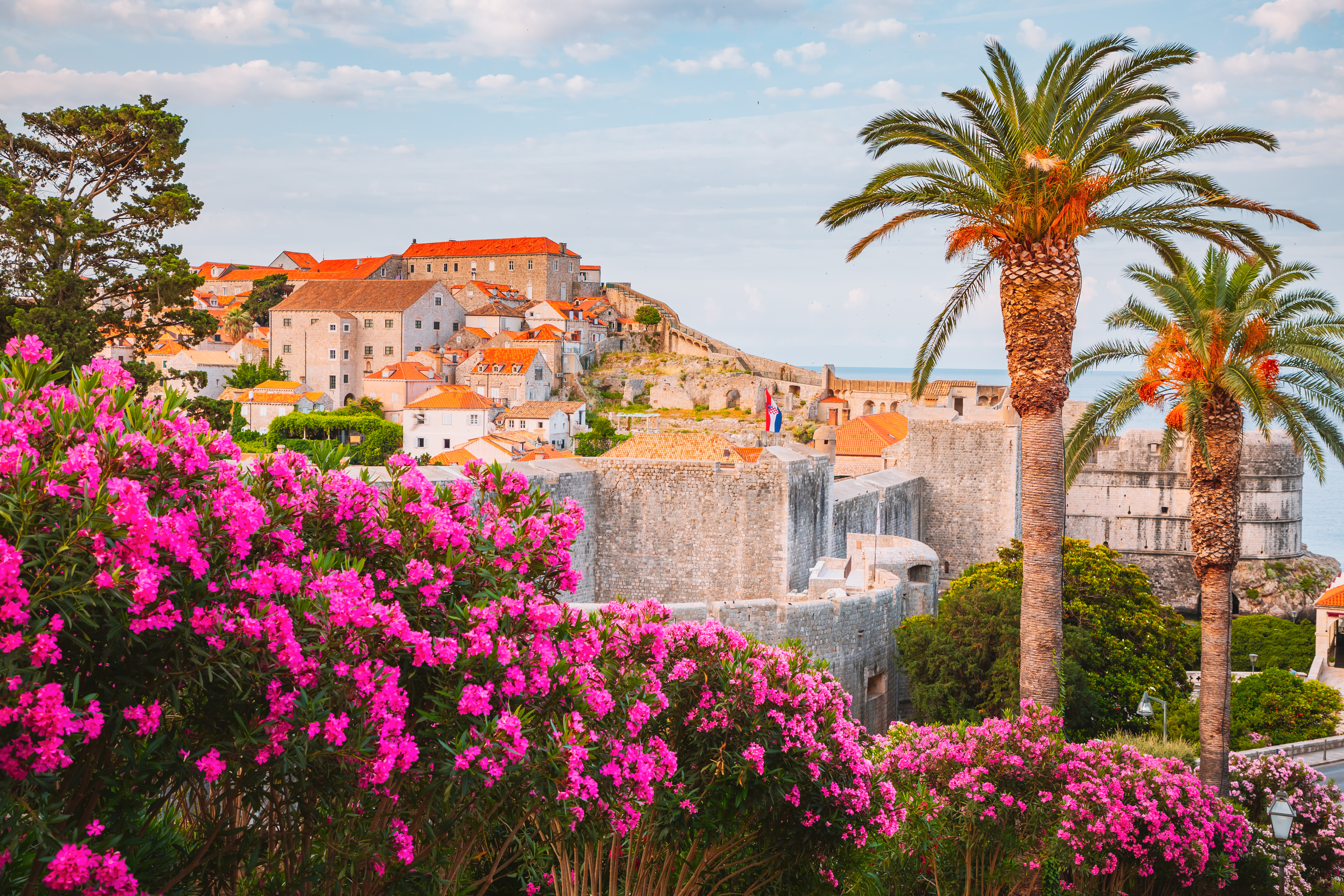 Dubrovniks historiske gamle by med middelalderlige stenmure, røde tegltage, blomstrende bougainvillea og palmer ved Adriaterhavet