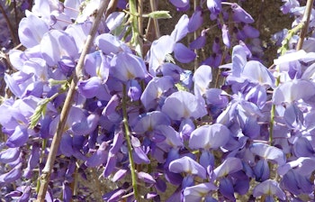 Malerisk udsigt over Dubrovniks historiske bymidte med smukke lilla blåregn i forgrunden og det azurblå Adriaterhav i baggrunden