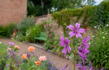 Farvestrålende blomster i den historiske muromkransede have ved Eastcote House Gardens i Hillingdon, London, et fredfyldt hjørne af Englands traditionelle havekunst