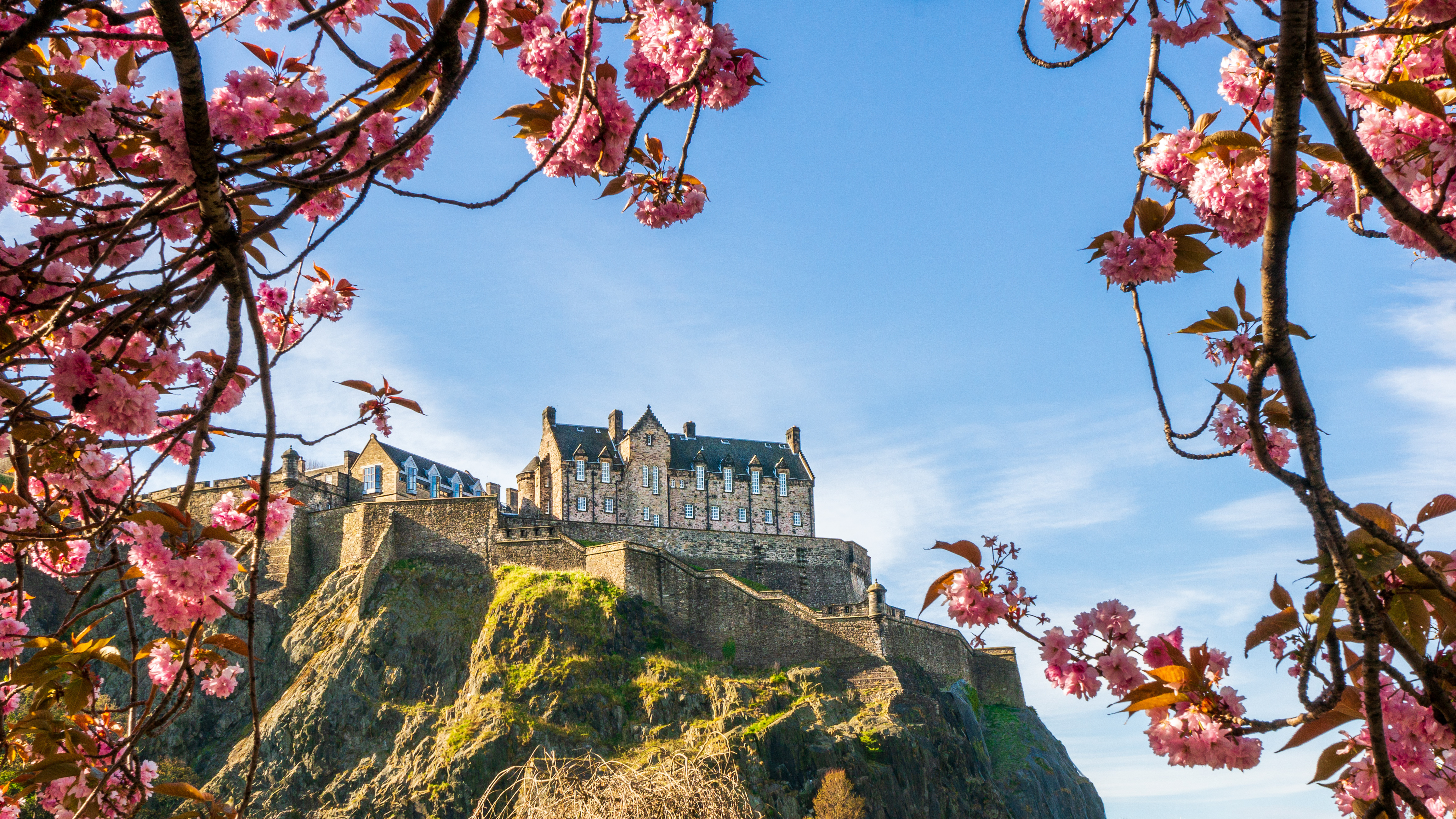 Edinburgh Castle tronende på vulkansk klippe indrammet af lyserøde kirsebærblomster mod en blå forårshimmel i Skotland