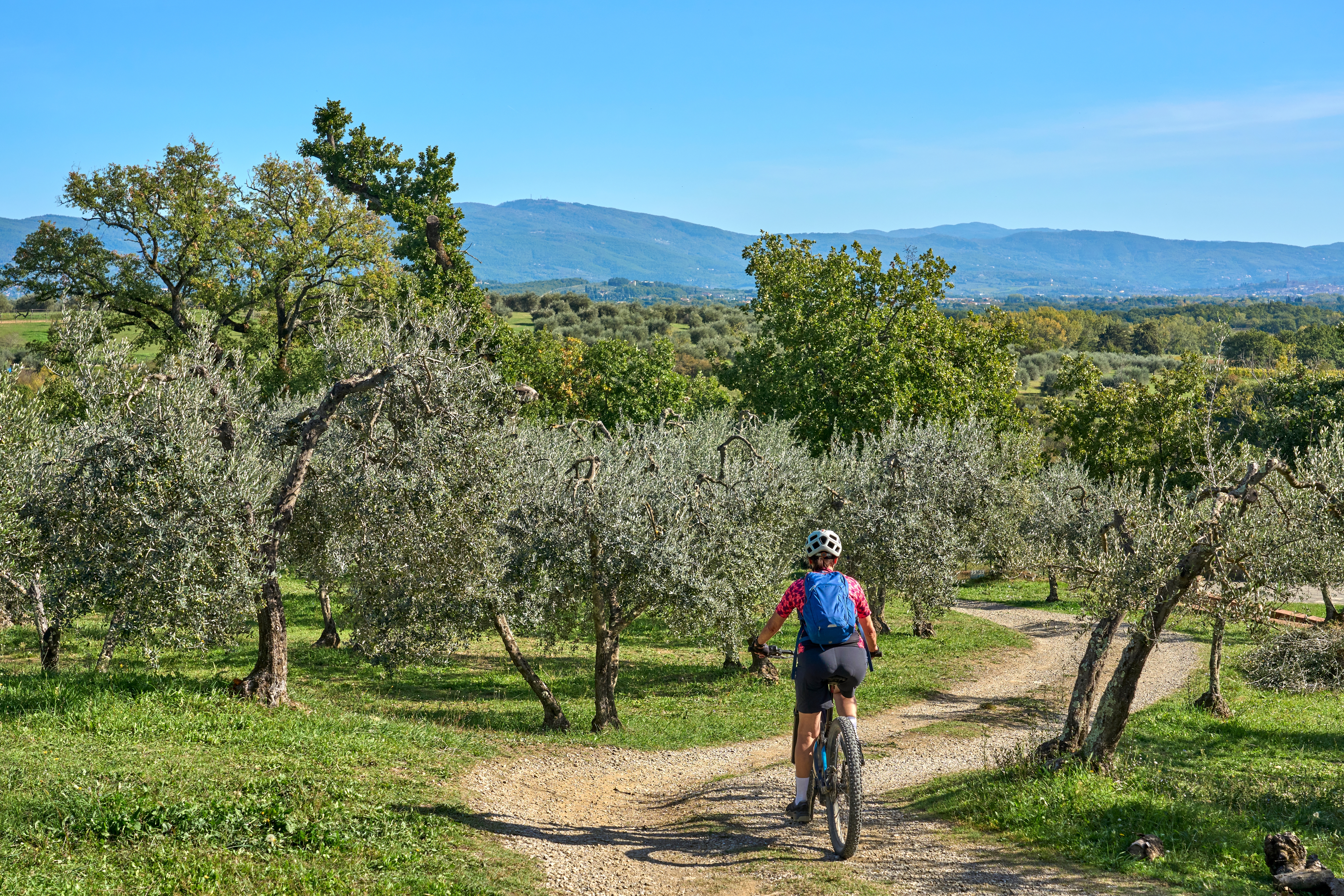 Kvinde på elcykel gennem smukke olivenlunde nær Trevi i Umbrien med blå himmel og landlige omgivelser - et typisk scenarie fra vores guidede elcykeltur gennem hjertet af Italien