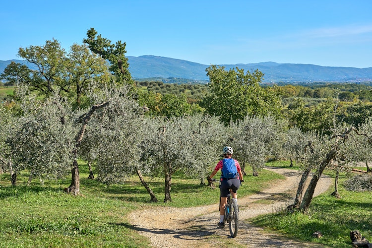 Kvinde på elcykel gennem smukke olivenlunde nær Trevi i Umbrien med blå himmel og landlige omgivelser - et typisk scenarie fra vores guidede elcykeltur gennem hjertet af Italien