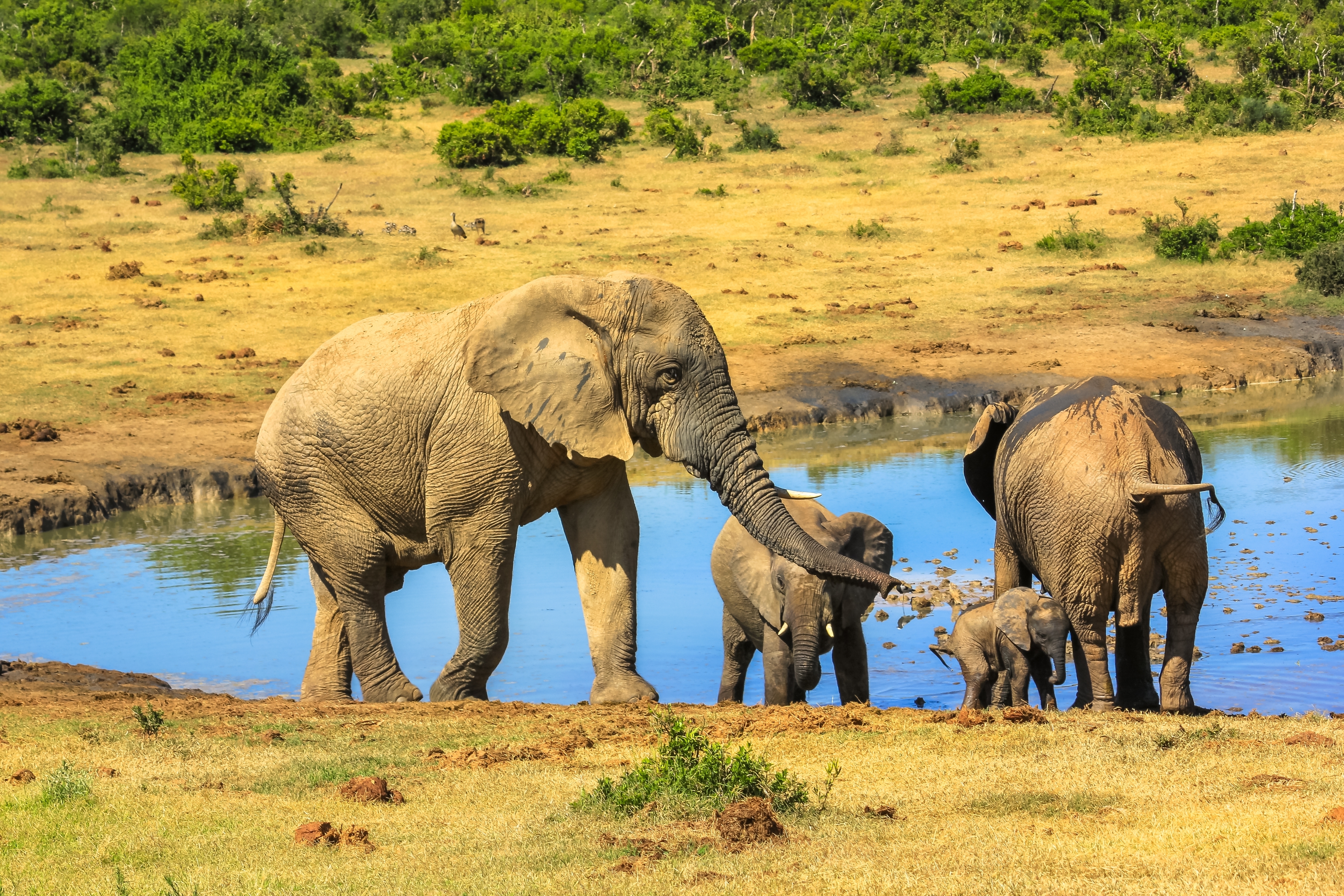 Familie af afrikanske elefanter ved vandhuller i Addo Elephant National Park, Sydafrika under sommerens safarirejse