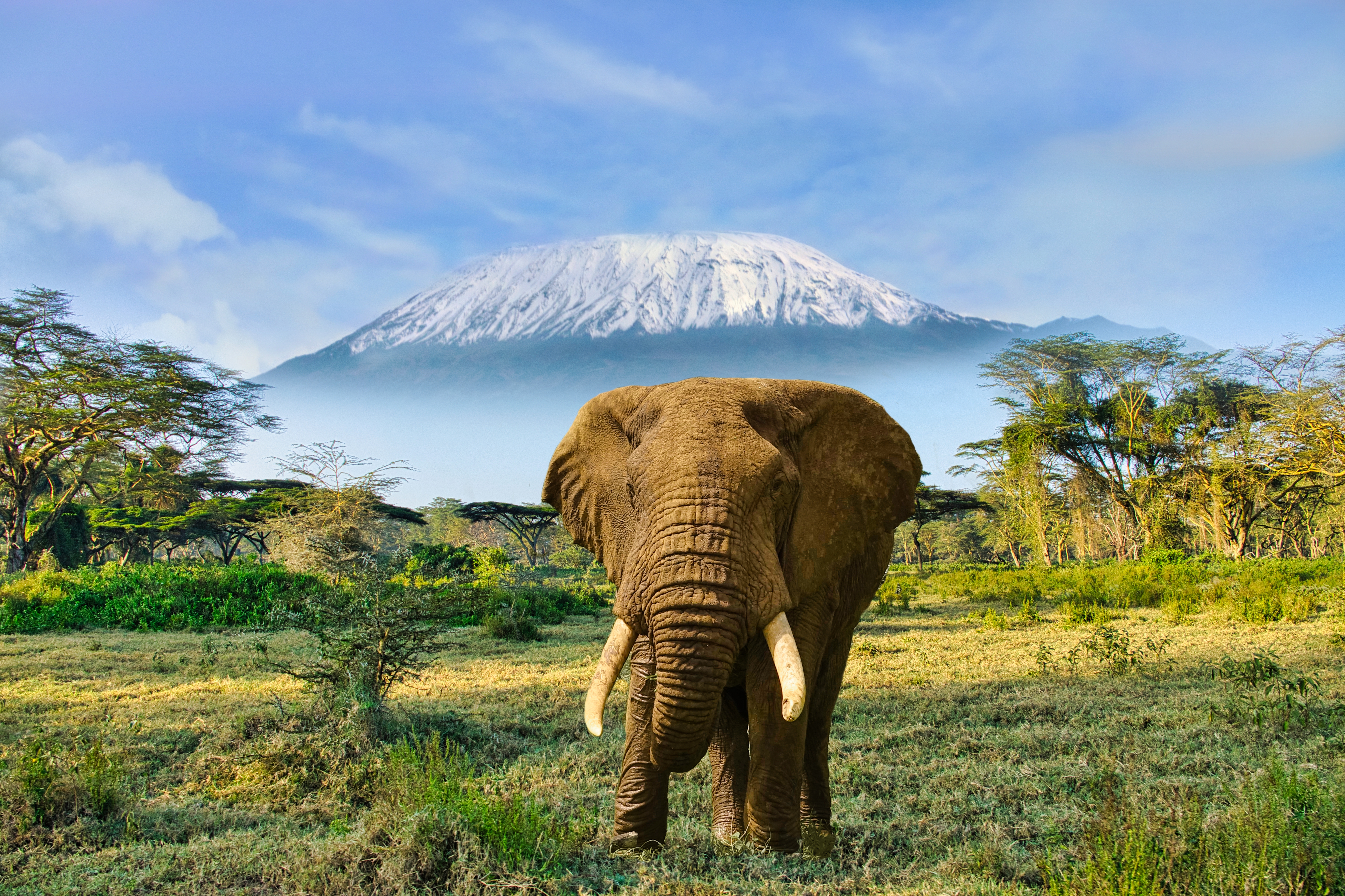 Majestætisk afrikansk elefant på savannen med det snedækkede Kilimanjaro-bjerg i baggrunden, Amboseli Nationalpark i Kenya