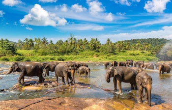 Flok af elefanter bader og drikker ved floden i Pinnawala, Sri Lanka, hvor både voksne og unger nyder det tropiske vand