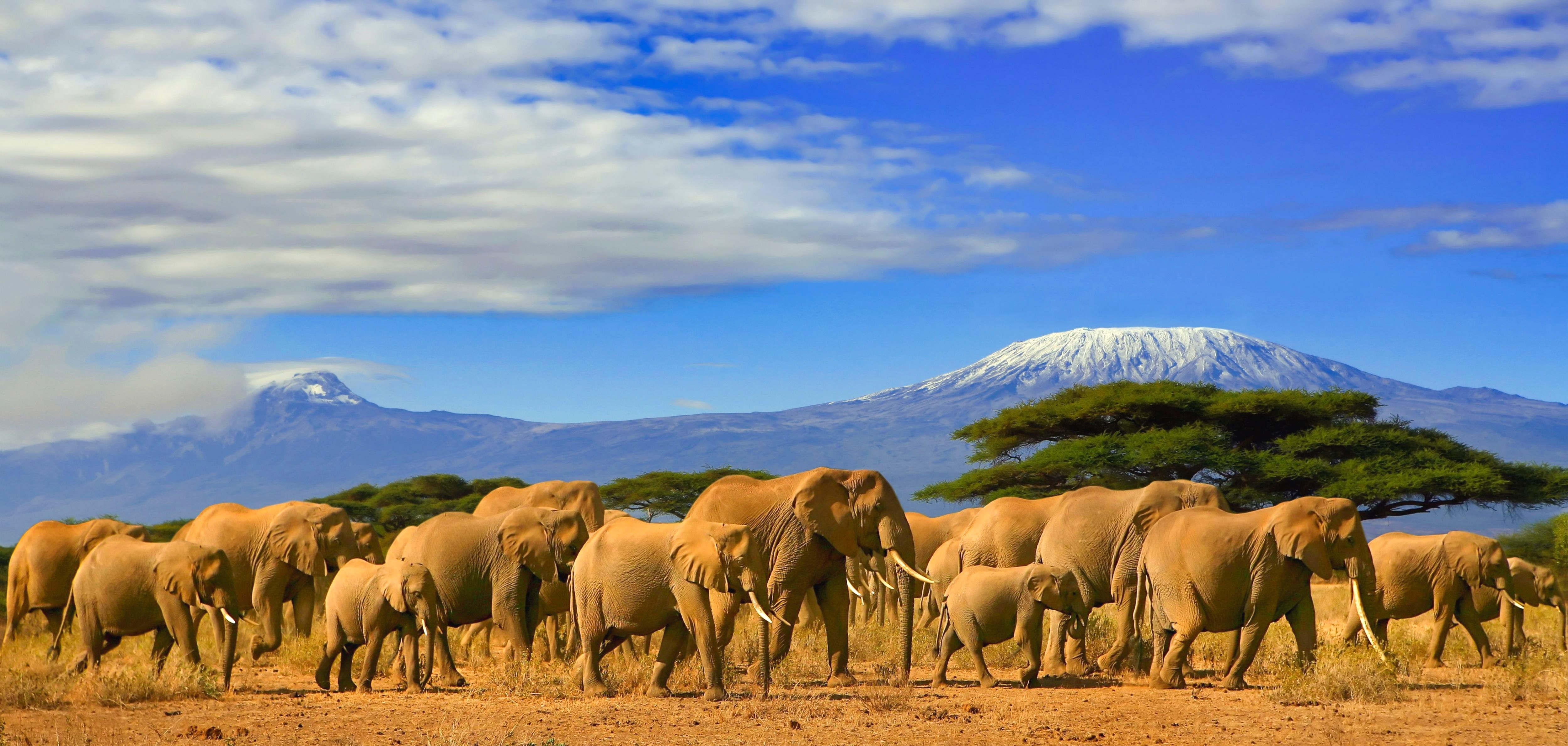 Stor flok afrikanske elefanter græsser under Mount Kilimanjaro med akacietræer i Amboseli Nationalpark Kenya