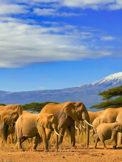 Stor flok afrikanske elefanter græsser under Mount Kilimanjaro med akacietræer i Amboseli Nationalpark Kenya