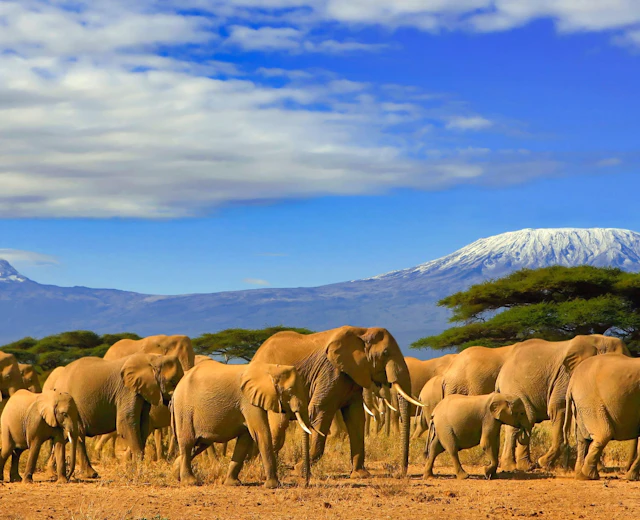 Stor flok afrikanske elefanter græsser under Mount Kilimanjaro med akacietræer i Amboseli Nationalpark Kenya