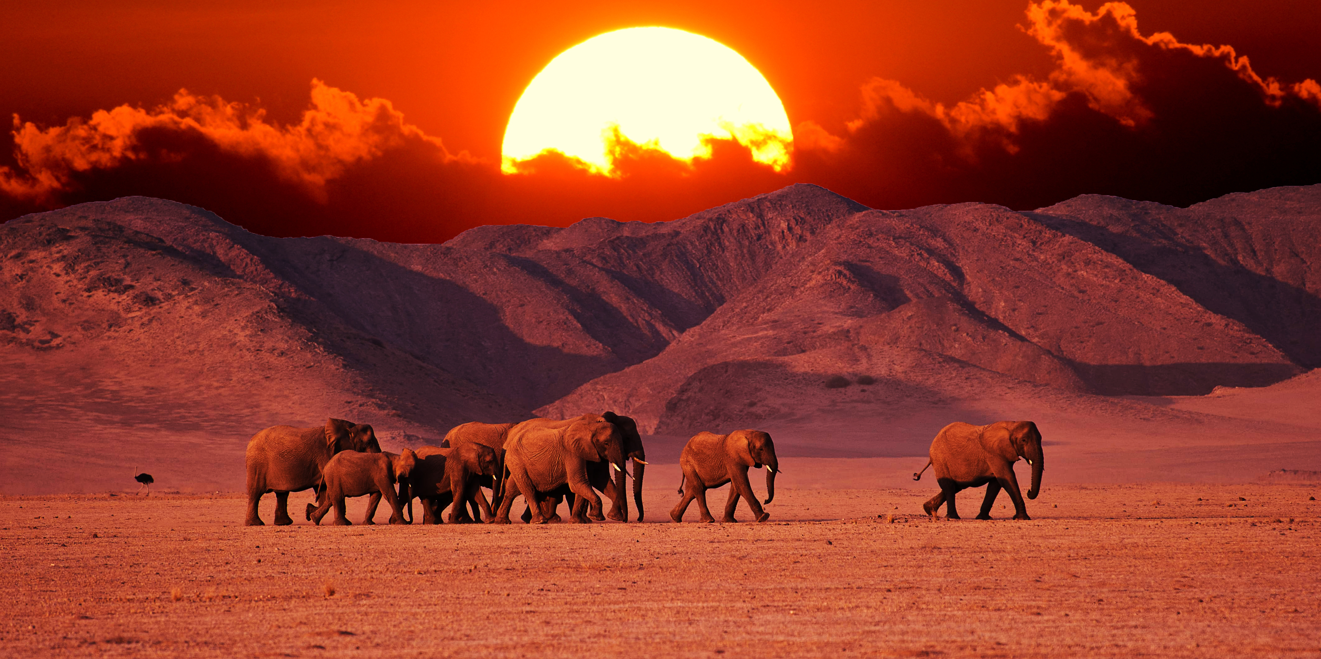 Flok af elefanter vandrer gennem Namibias ørken med dramatisk solnedgang og bjerge i baggrunden