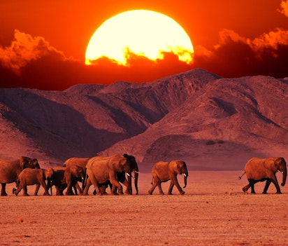 Flok af elefanter vandrer gennem Namibias ørken med dramatisk solnedgang og bjerge i baggrunden