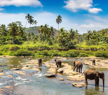 Flok af elefanter bader ved Pinnawala Elefantbørnehjem i Sri Lanka - en populær turistattraktion nær Kandy