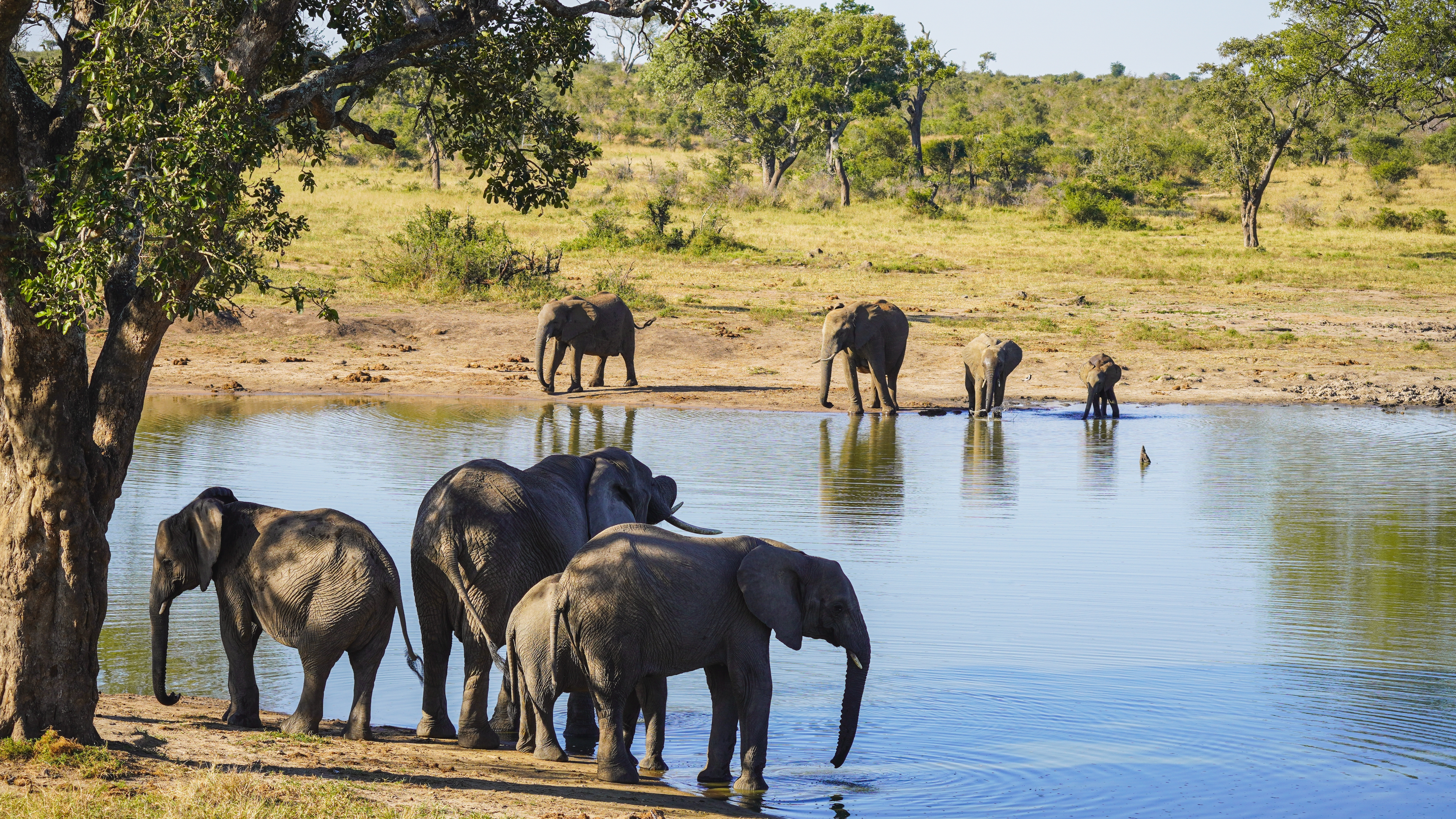Majestætisk elefantflok ved vandhul i Kruger National Park, Sydafrika - oplev storslået safari på tæt hold