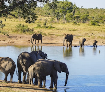 Majestætisk elefantflok ved vandhul i Kruger National Park, Sydafrika - oplev storslået safari på tæt hold