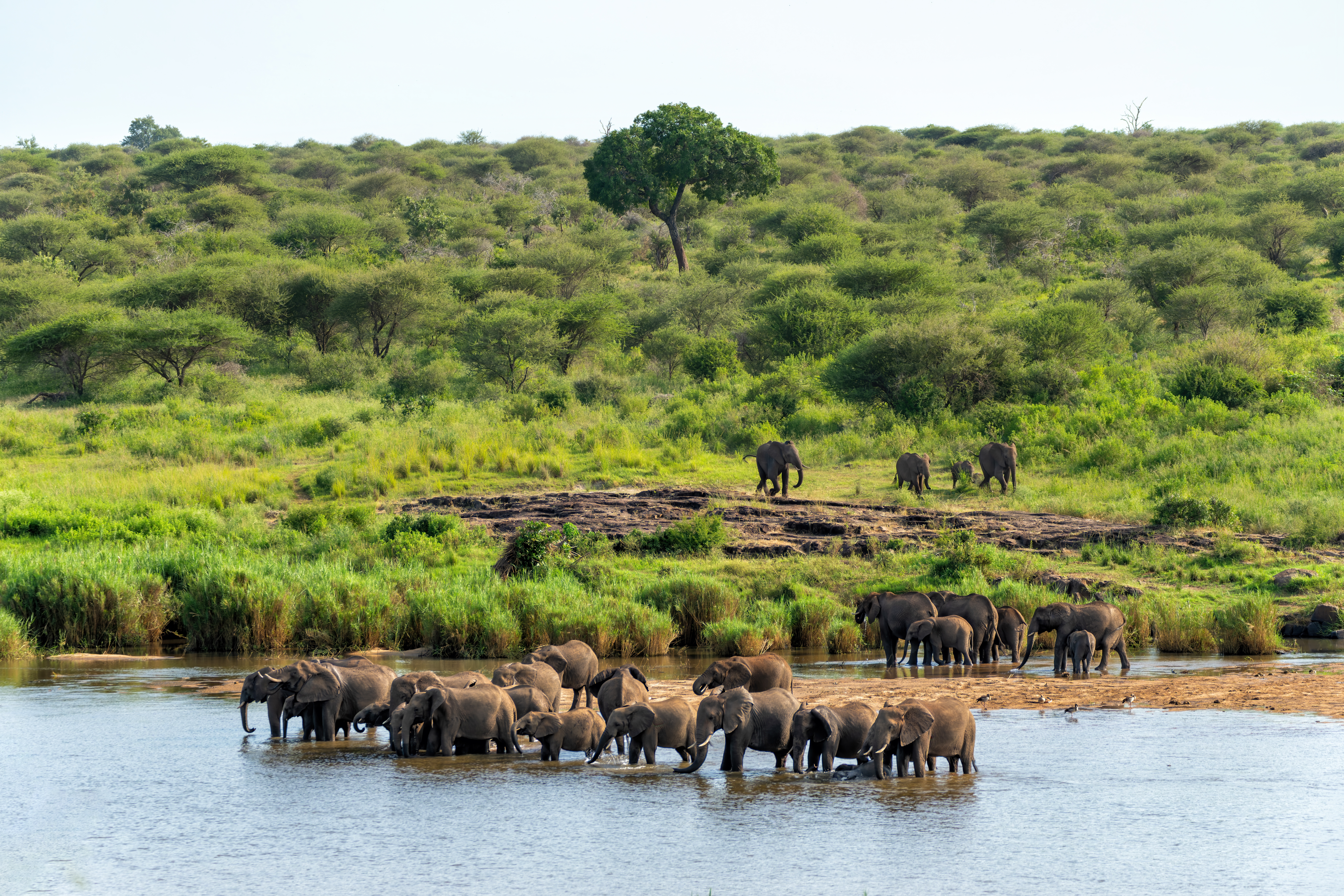 Stor elefantflok drikker vand ved vandsted i Kruger National Park Sydafrika