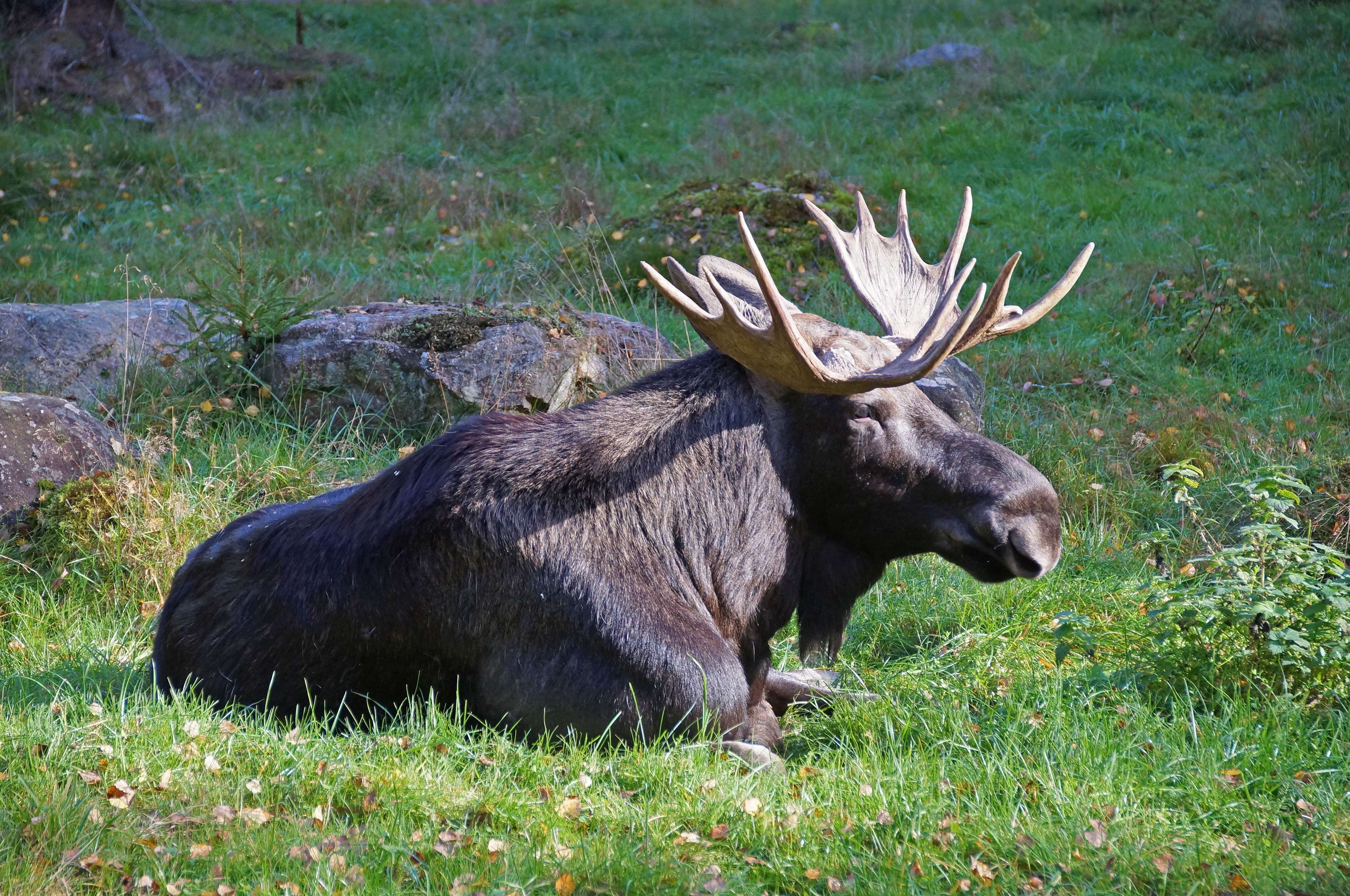 Majestætisk elg hviler i svensk skov under wildlife safari
