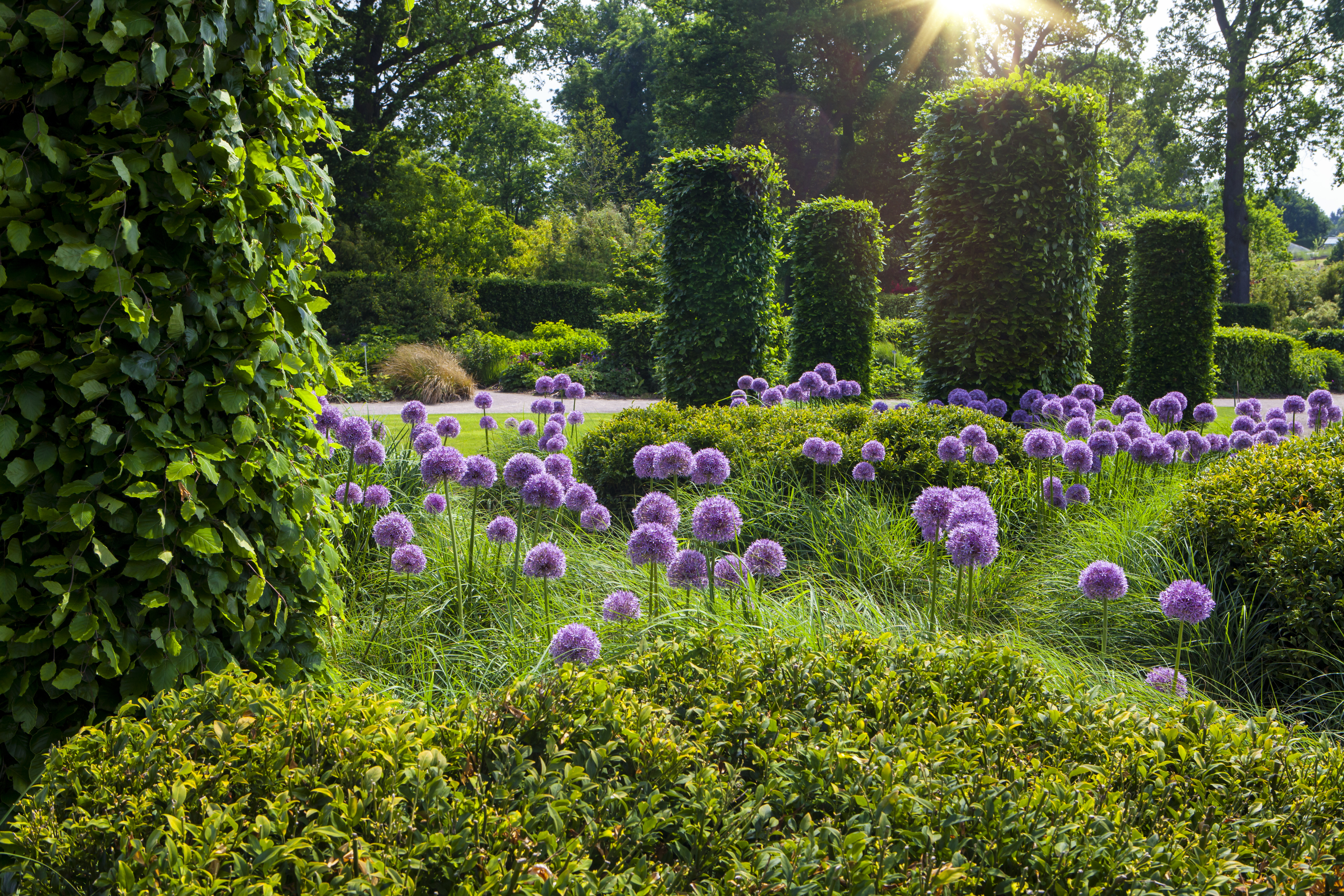 Smuk engelsk have med lilla allium blomster og velplejet topiary hæk i forårssol