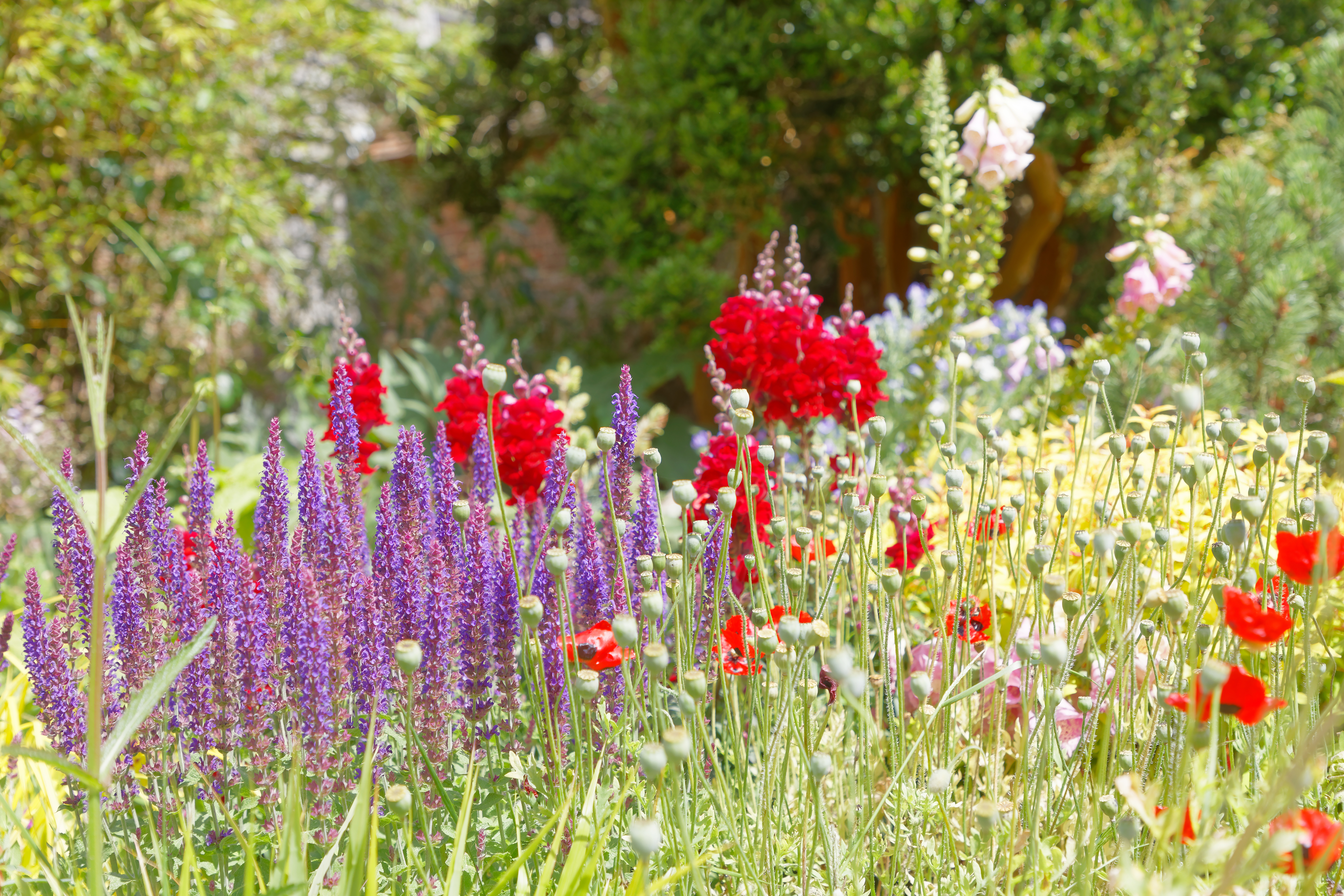 Farverig engelsk landhave med lilla salvie, røde valmuer og fingerborgsblomster i fuld blomst om sommeren