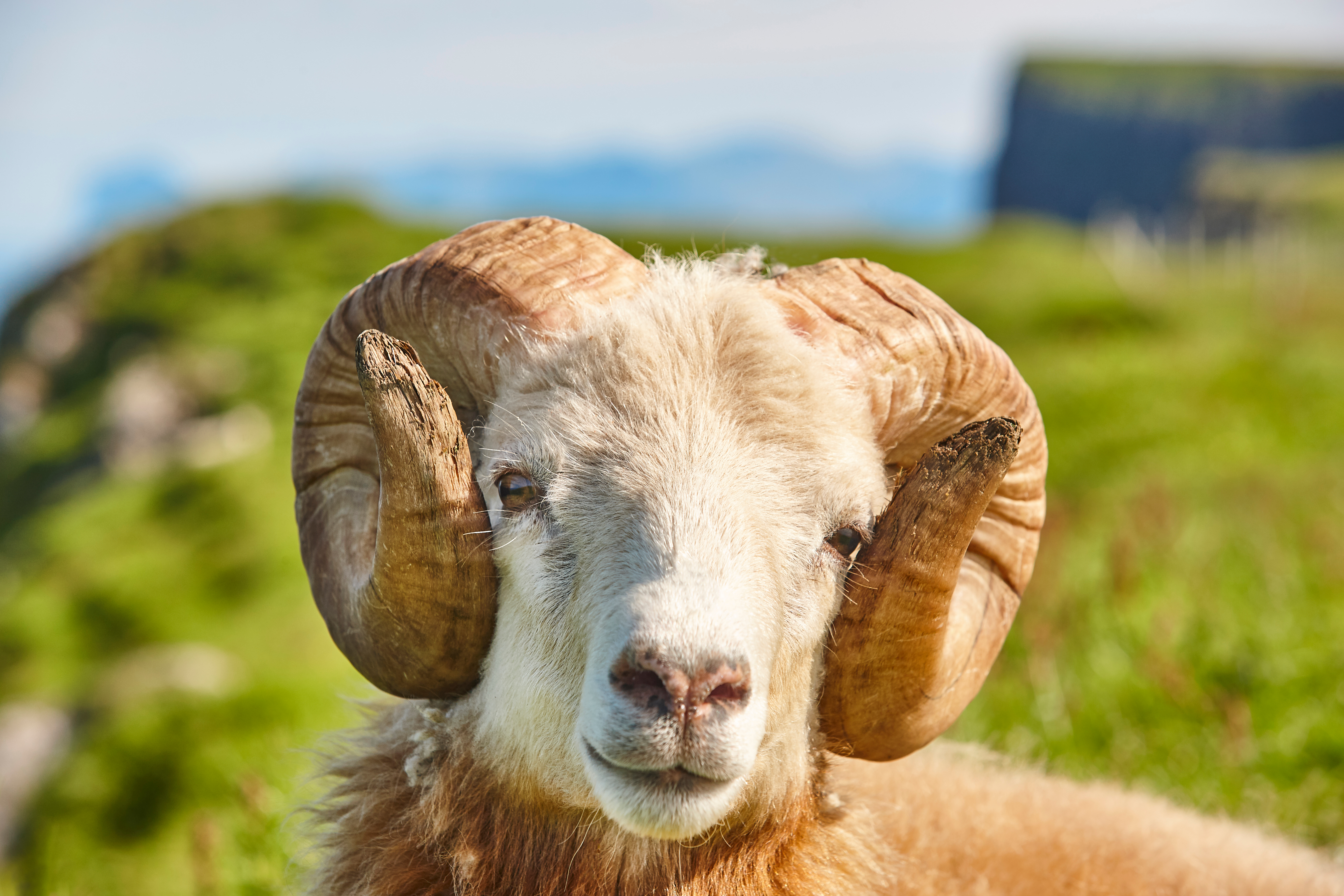 Nærbillede af et hvidt får, der græsser på de frodige grønne bakker under blå himmel på Færøerne, hvor fårene er en ikonisk del af øernes landskab