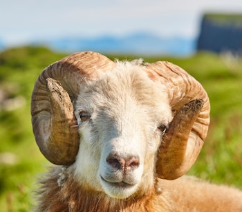 Nærbillede af et hvidt får, der græsser på de frodige grønne bakker under blå himmel på Færøerne, hvor fårene er en ikonisk del af øernes landskab