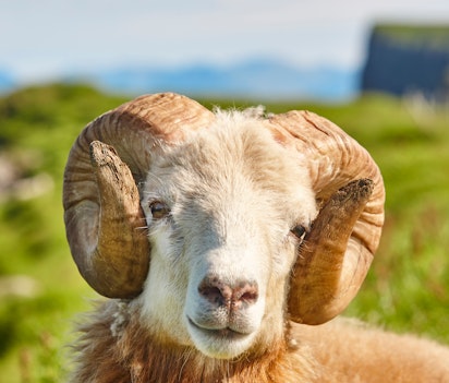 Nærbillede af et hvidt får, der græsser på de frodige grønne bakker under blå himmel på Færøerne, hvor fårene er en ikonisk del af øernes landskab
