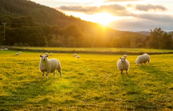 Fredelige får græsser på grøn mark ved solnedgang med bakker i baggrunden