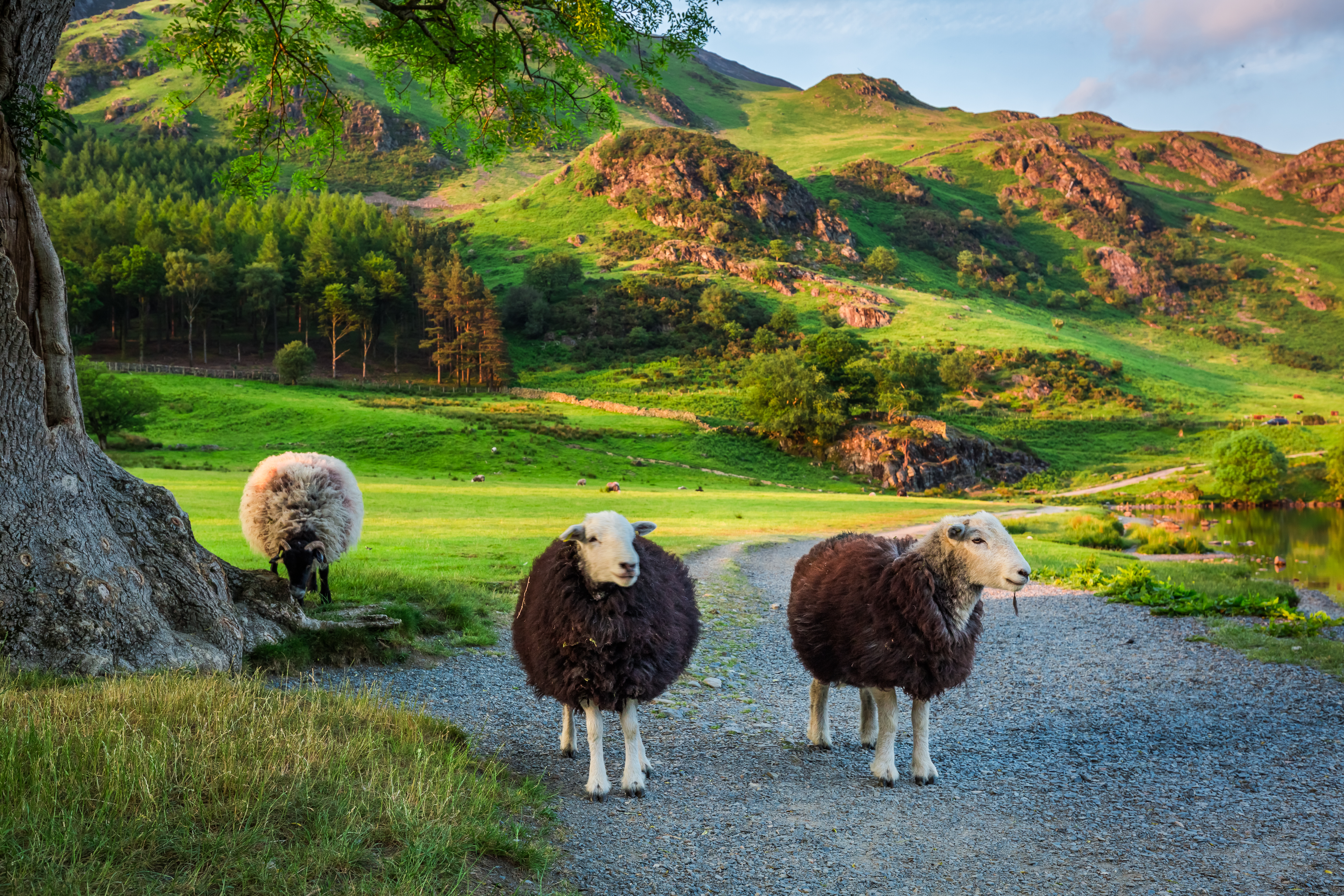 Tre nysgerrige får på landevej i Lake District England med grønne bakker og gyldent solnedgangslys
