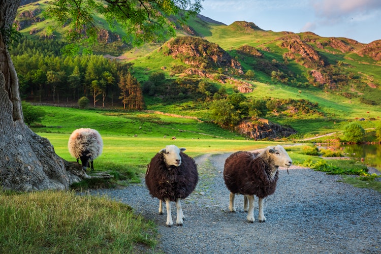 Tre nysgerrige får på landevej i Lake District England med grønne bakker og gyldent solnedgangslys